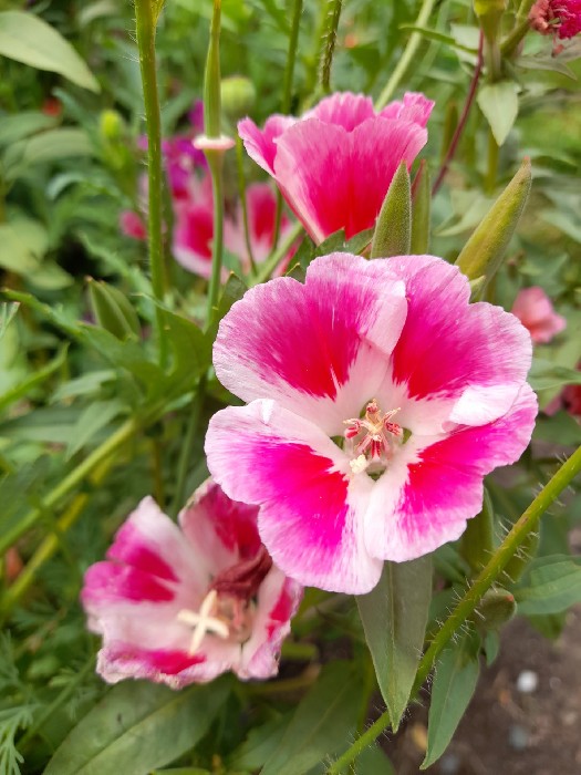 Clarkia amoena :: Homemade Homegrown by Bianca