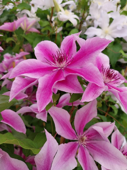 Clematis - bosrank :: Homemade Homegrown by Bianca
