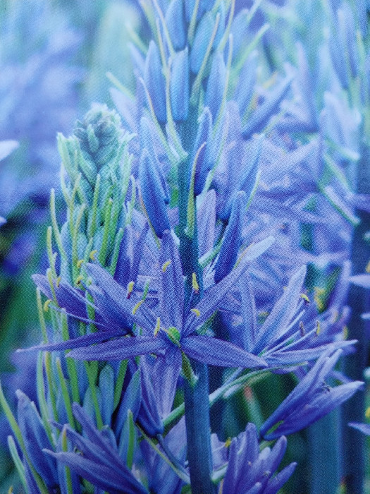 Camassia :: Homemade Homegrown by Bianca