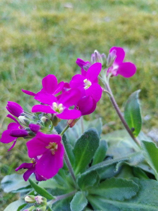 Scheefkelk - Arabis blepharophylla :: Homemade Homegrown by Bianca