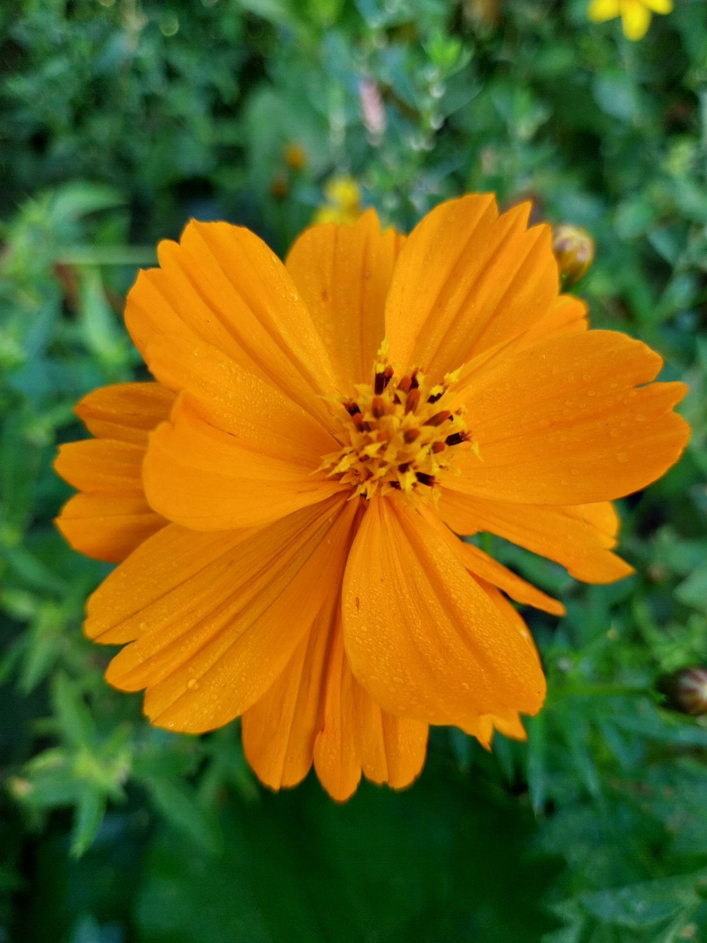 Oranje Cosmea - Cosmos sulphureus