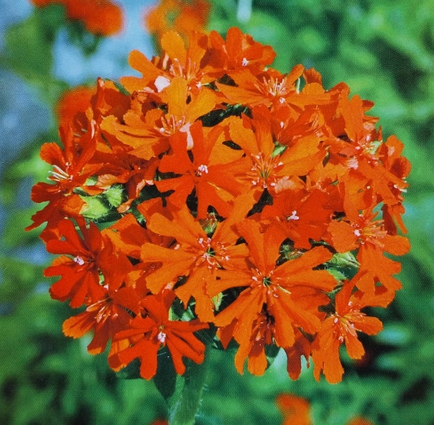 Brandende liefde – Lychnis Chalcedonica