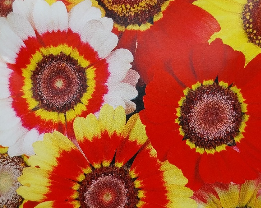 Ganzebloem – Chrysanthemum Carinatum