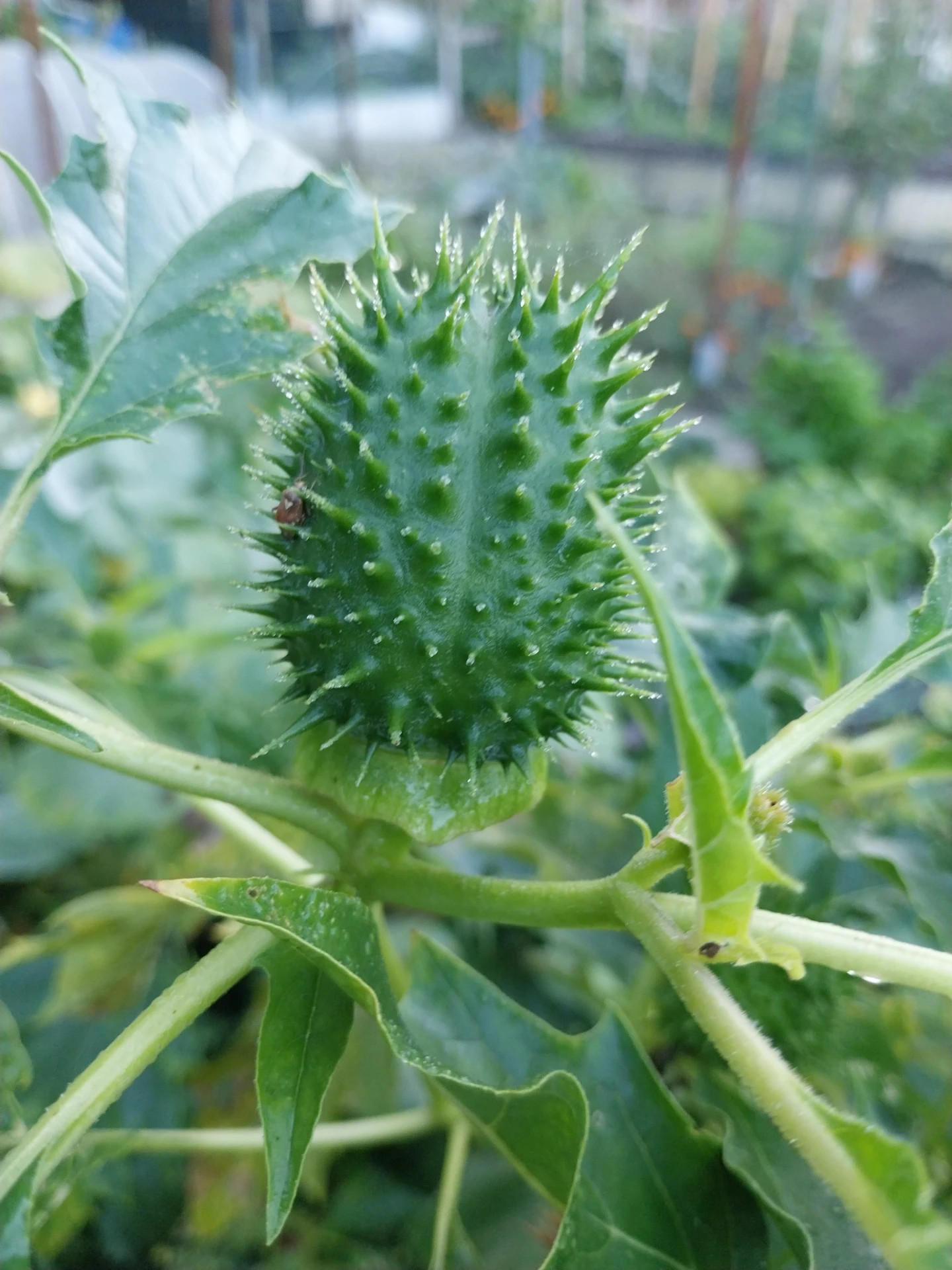 Doornappel - Datura stramonium L.