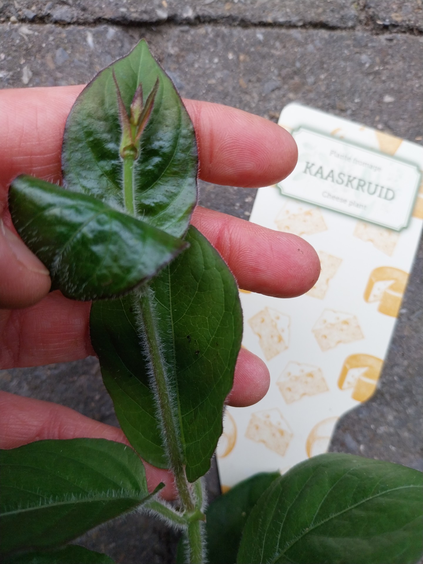 Kaaskruid - Paederia lanuginosa