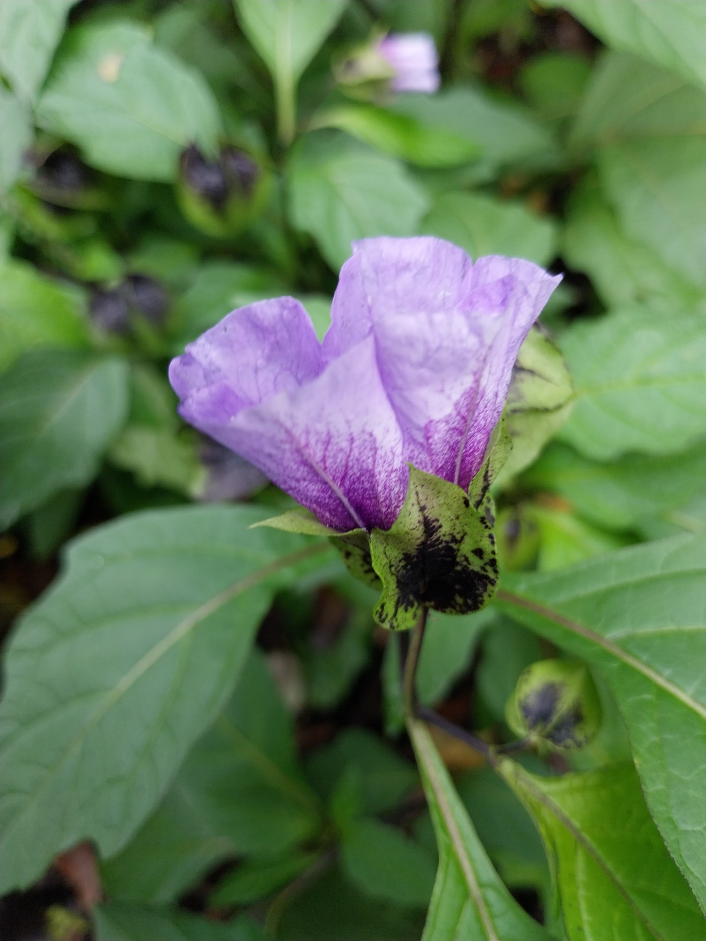 Zegekruid - Nicandra physalodes