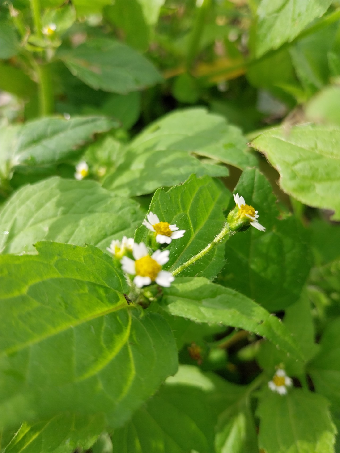 Harig knopkruid - Galinsoga quadriradiata