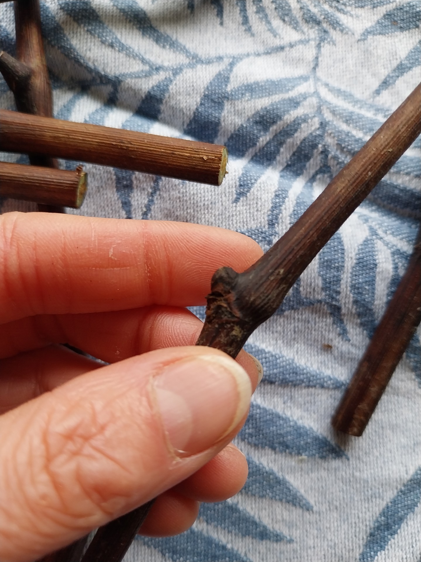 Druiven stekken: zo pak je het aan!