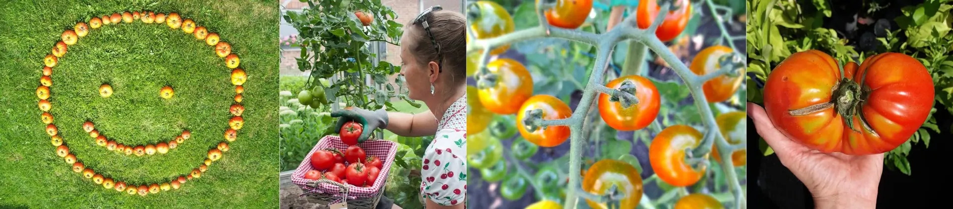 Tomaten buiten kweken