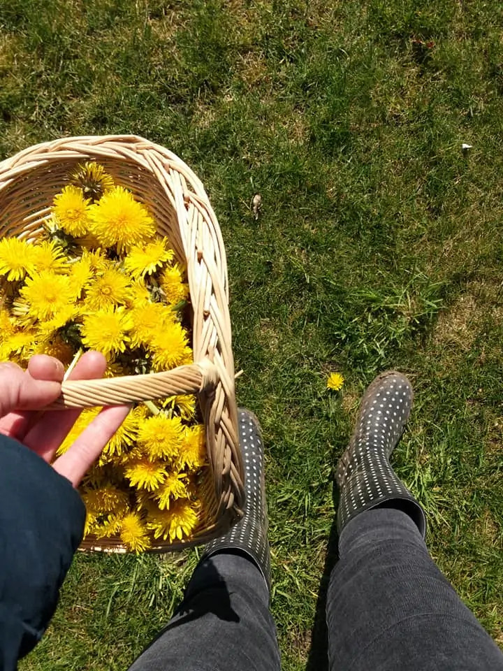 Wildplukken voor beginners