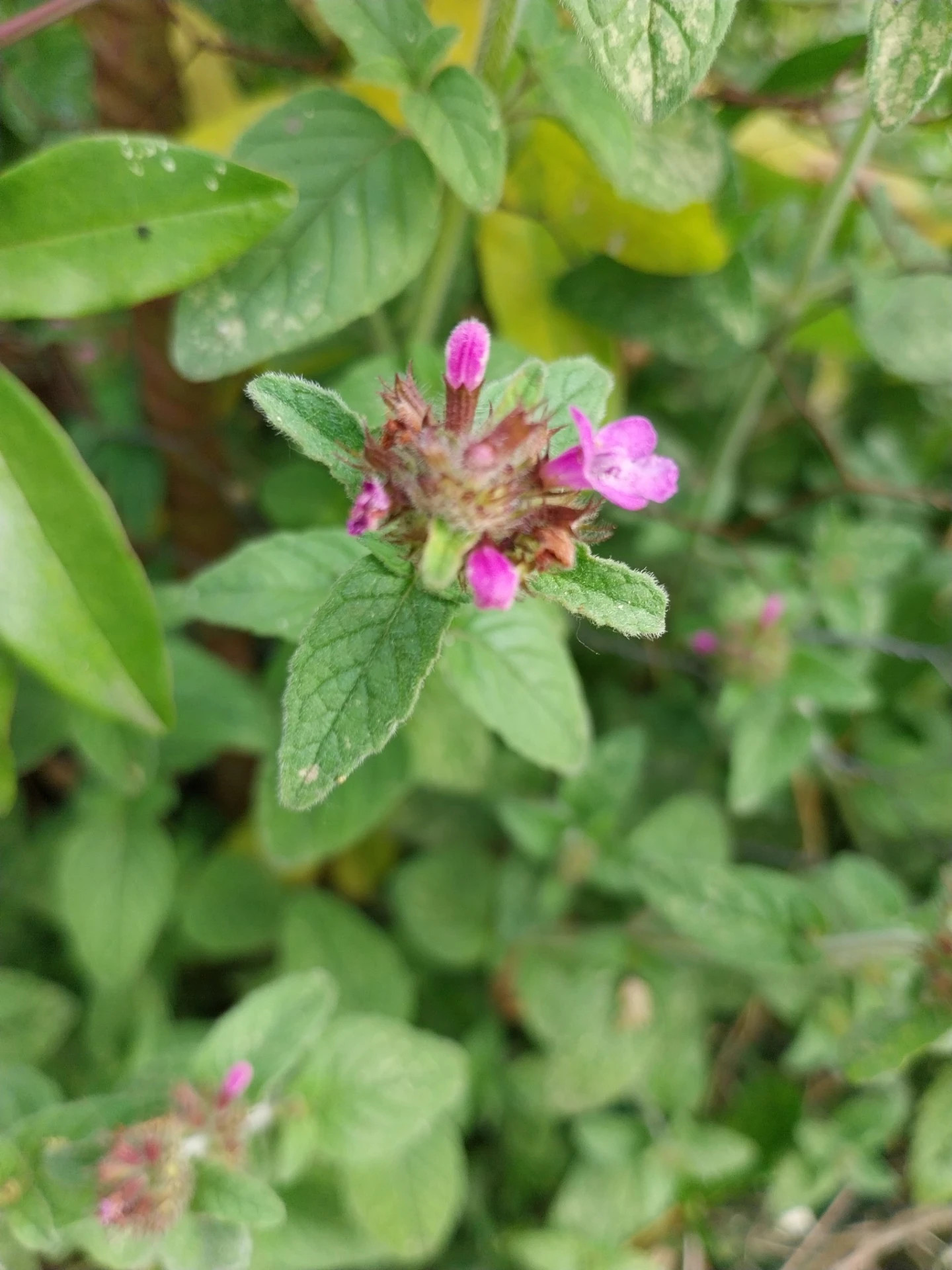 Borstelkrans - Clinopodium vulgare