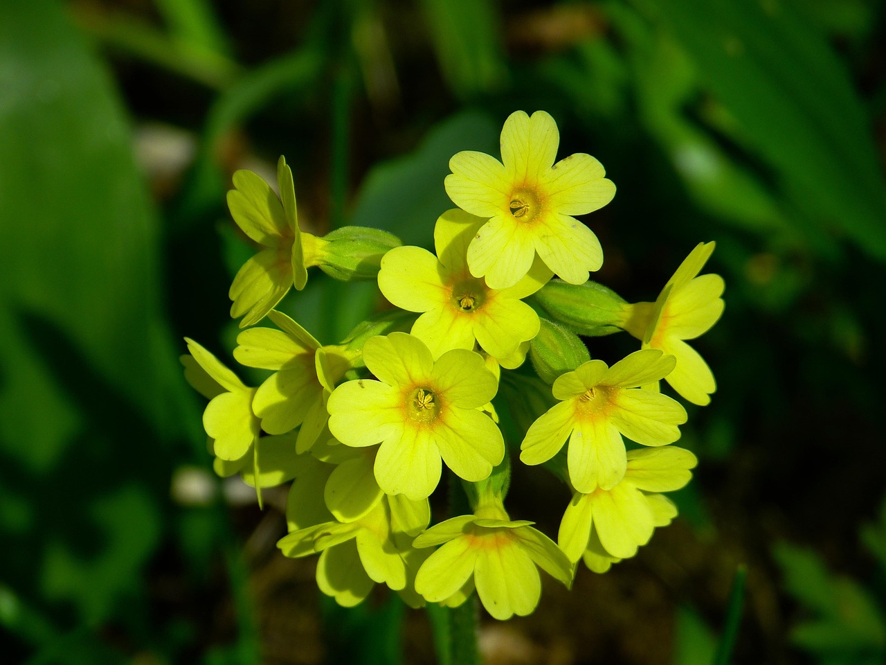 Sleutelbloem - Primula bulleyana