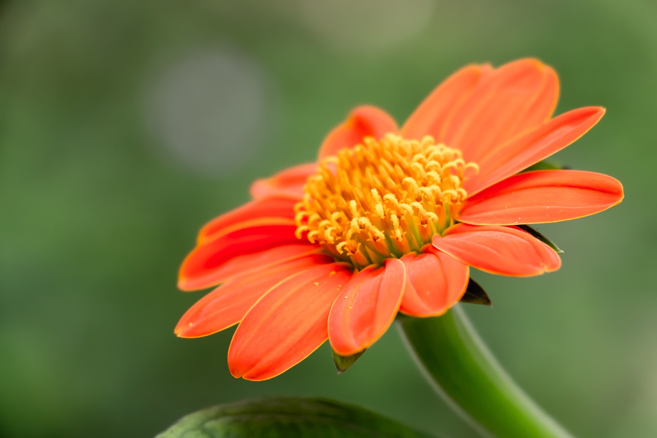 Mexicaanse zonnebloem - Tithonia speciosa