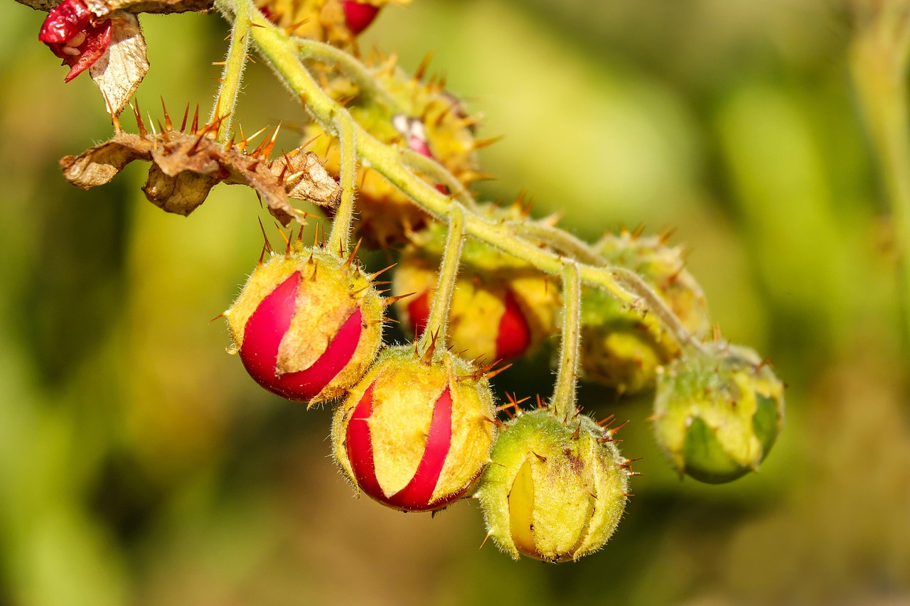  Litchi tomaat - Solanum sisymbriifolium