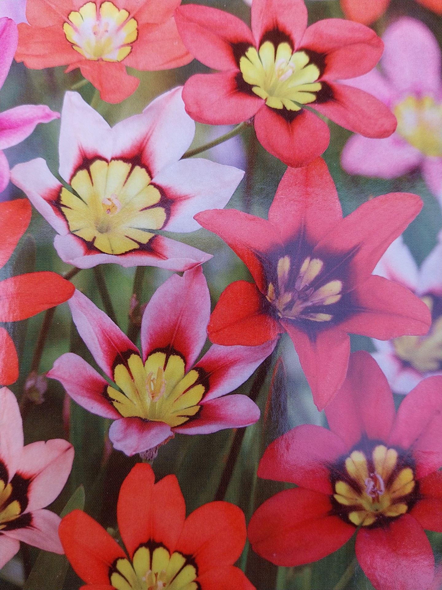 Zigeunerbloem - Sparaxis