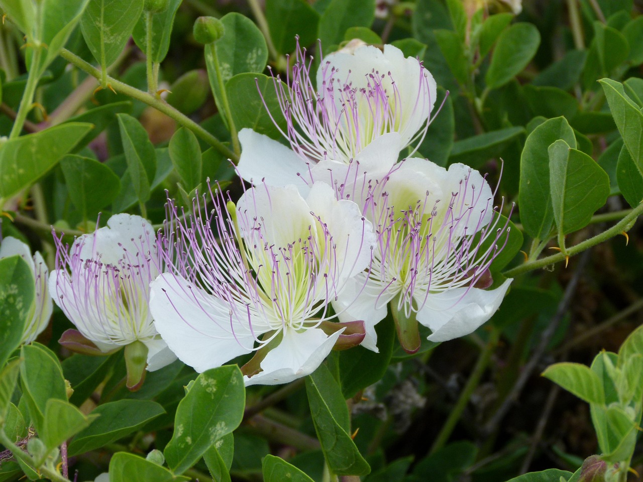  Kappertjes - Cappero - Capparis spinosa