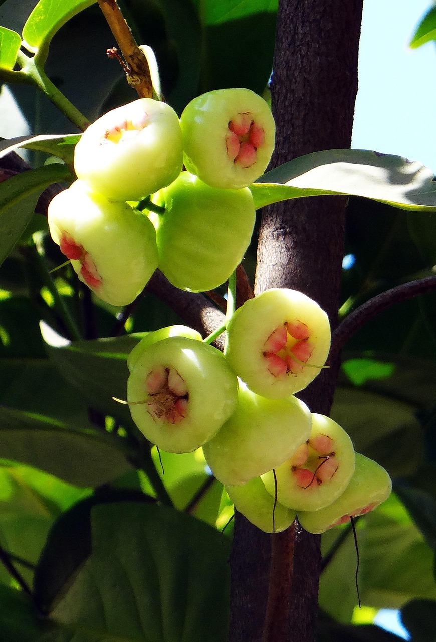  Kruidnagelboom - Syzygium aromaticum