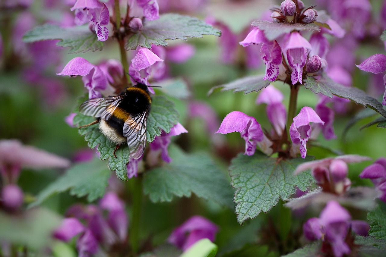 Paarse dovenetel - Lamium purpureum L.