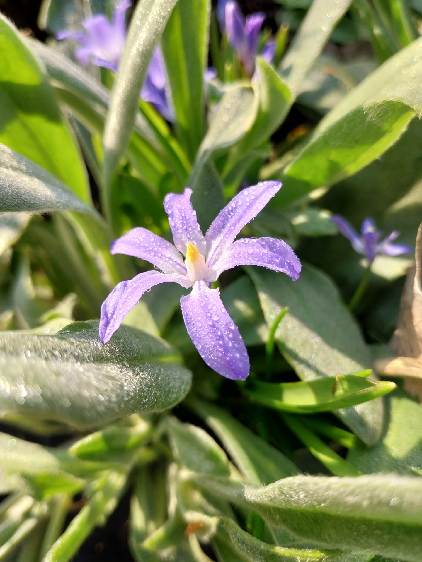 Sneeuwroem - Chionodoxa luciliae
