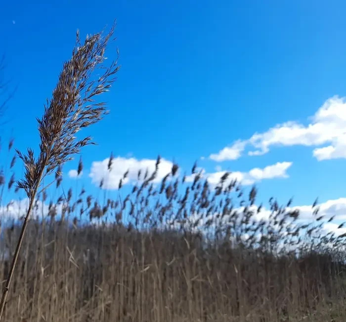 Eigen kweek geneeskracht
