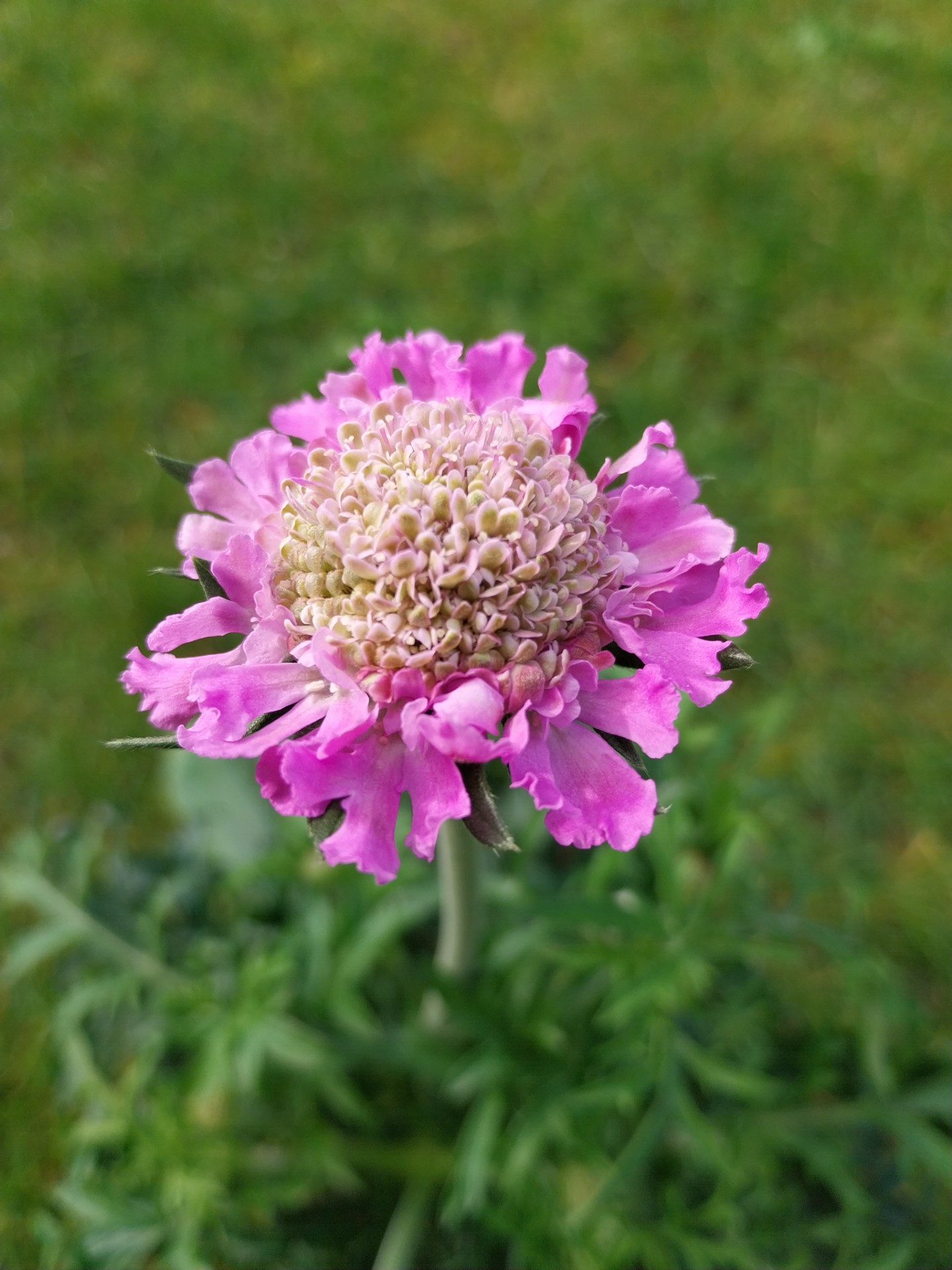 Duifkruid - Scambiosa Columbaria