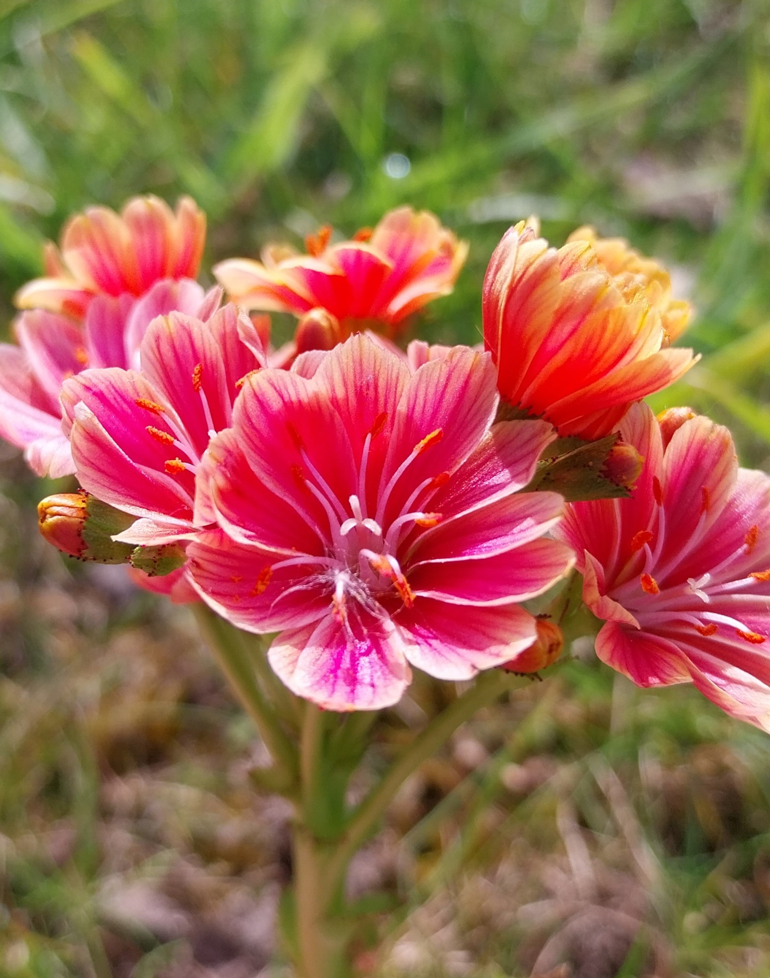 Bitterkruid - Lewisia