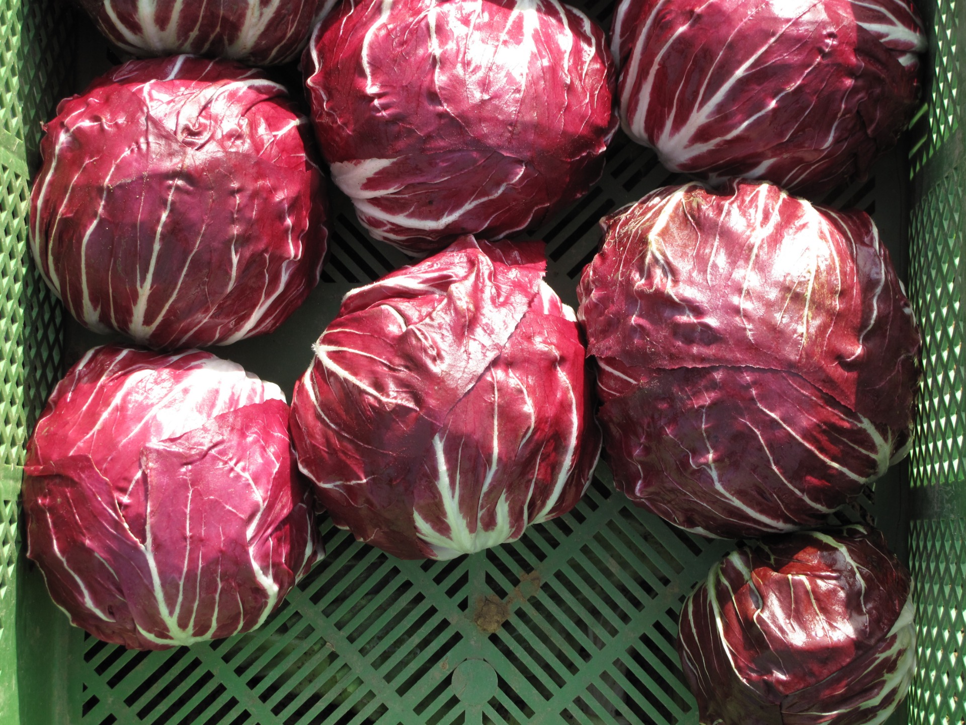 Roodlof - Radicchio