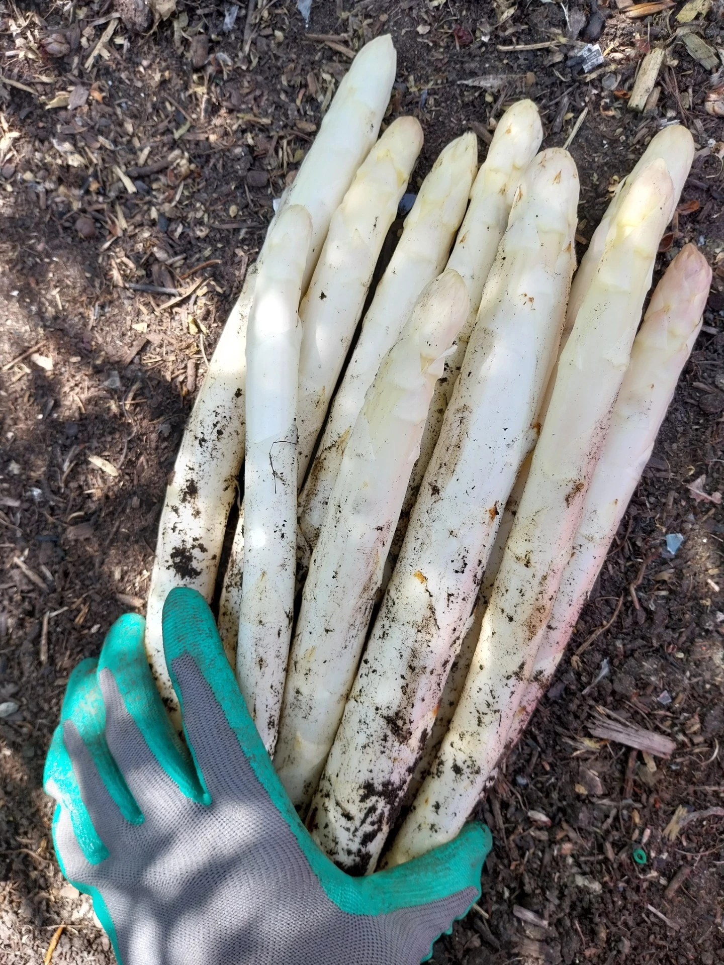 Asperges
