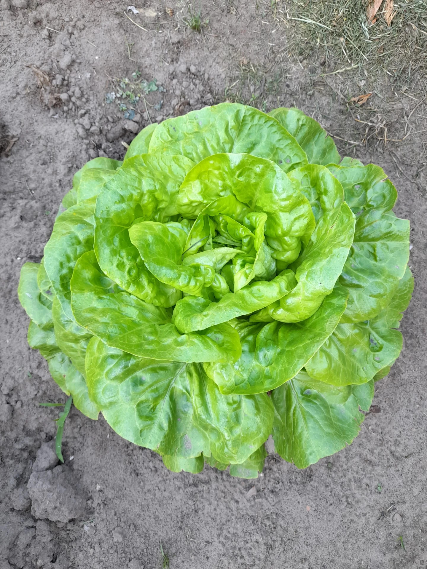 Sla