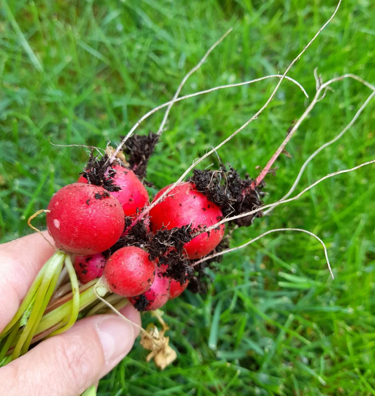 Radijs