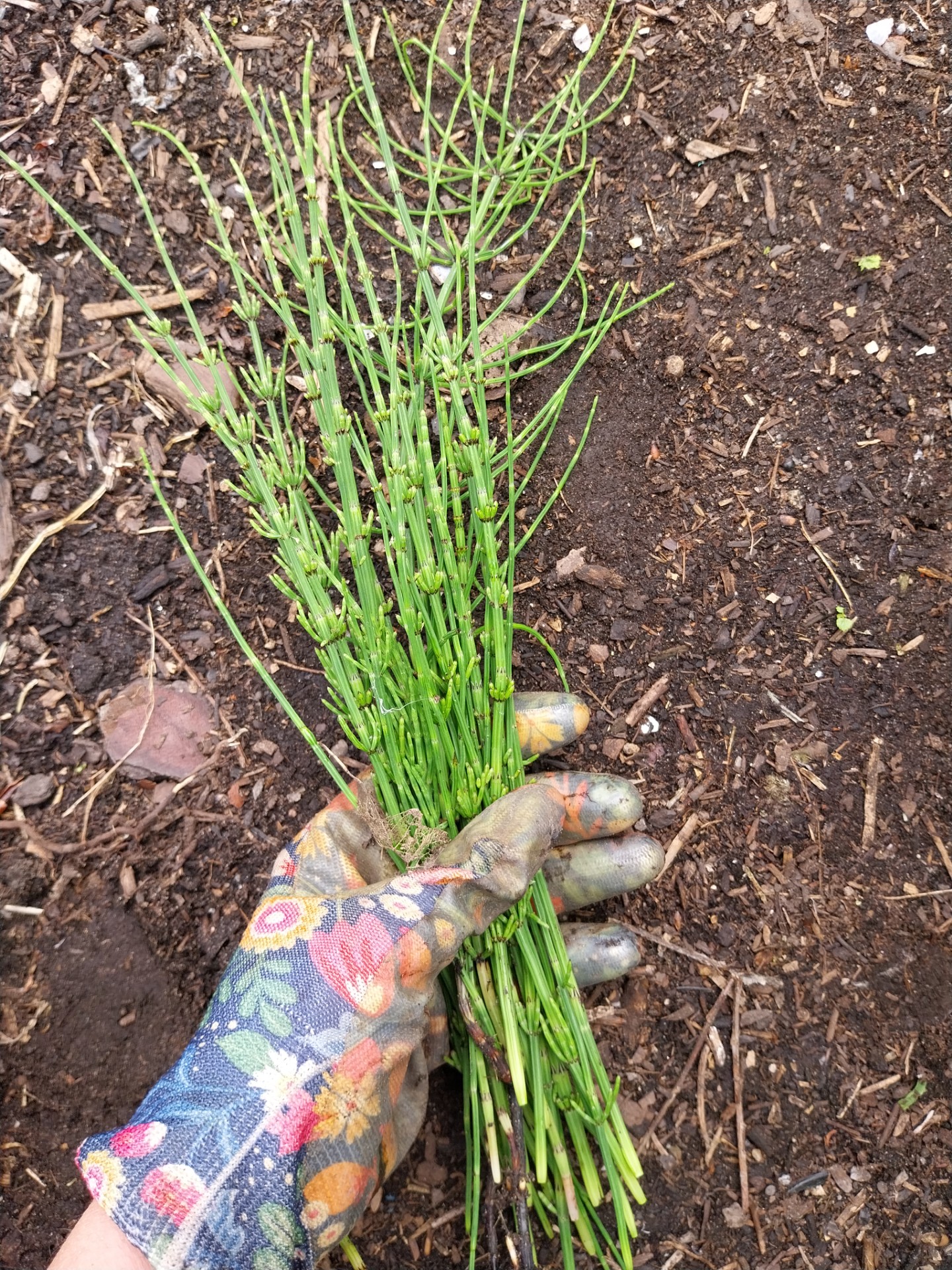 Heermoes - Equisetum arvense