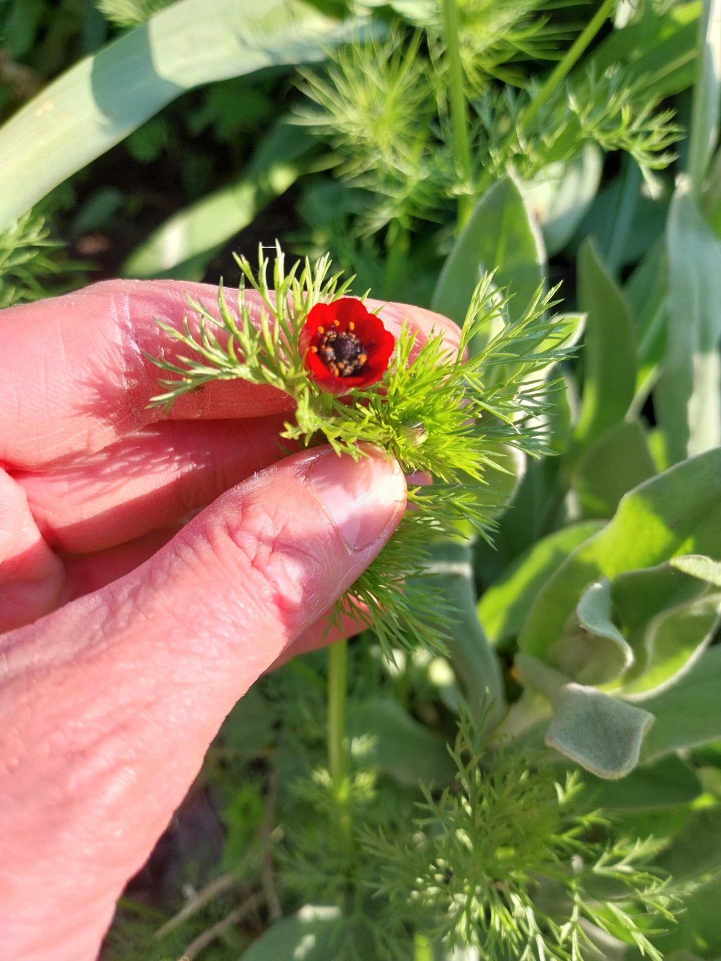 Herfstadonis - Adonis Annua