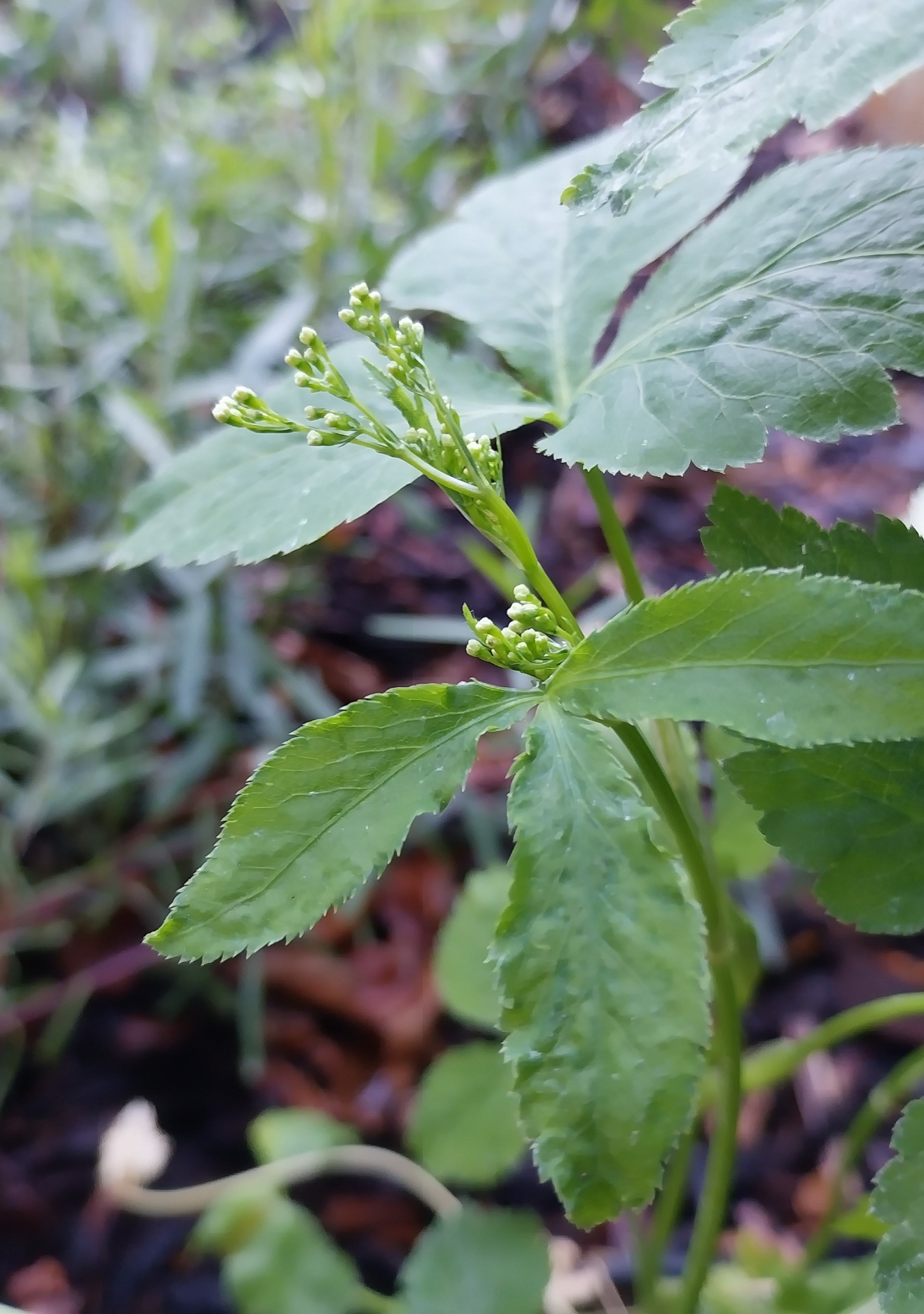 https://www.homemade-homegrown-by-bianca.be/japanse-peterselie-mitsuba-cryptotaenia-japonica