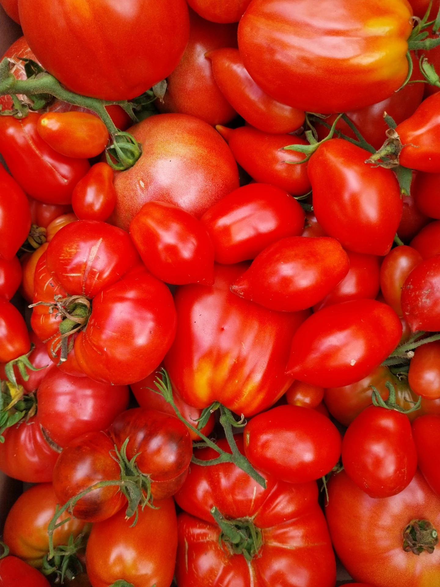 Tomaten kweken