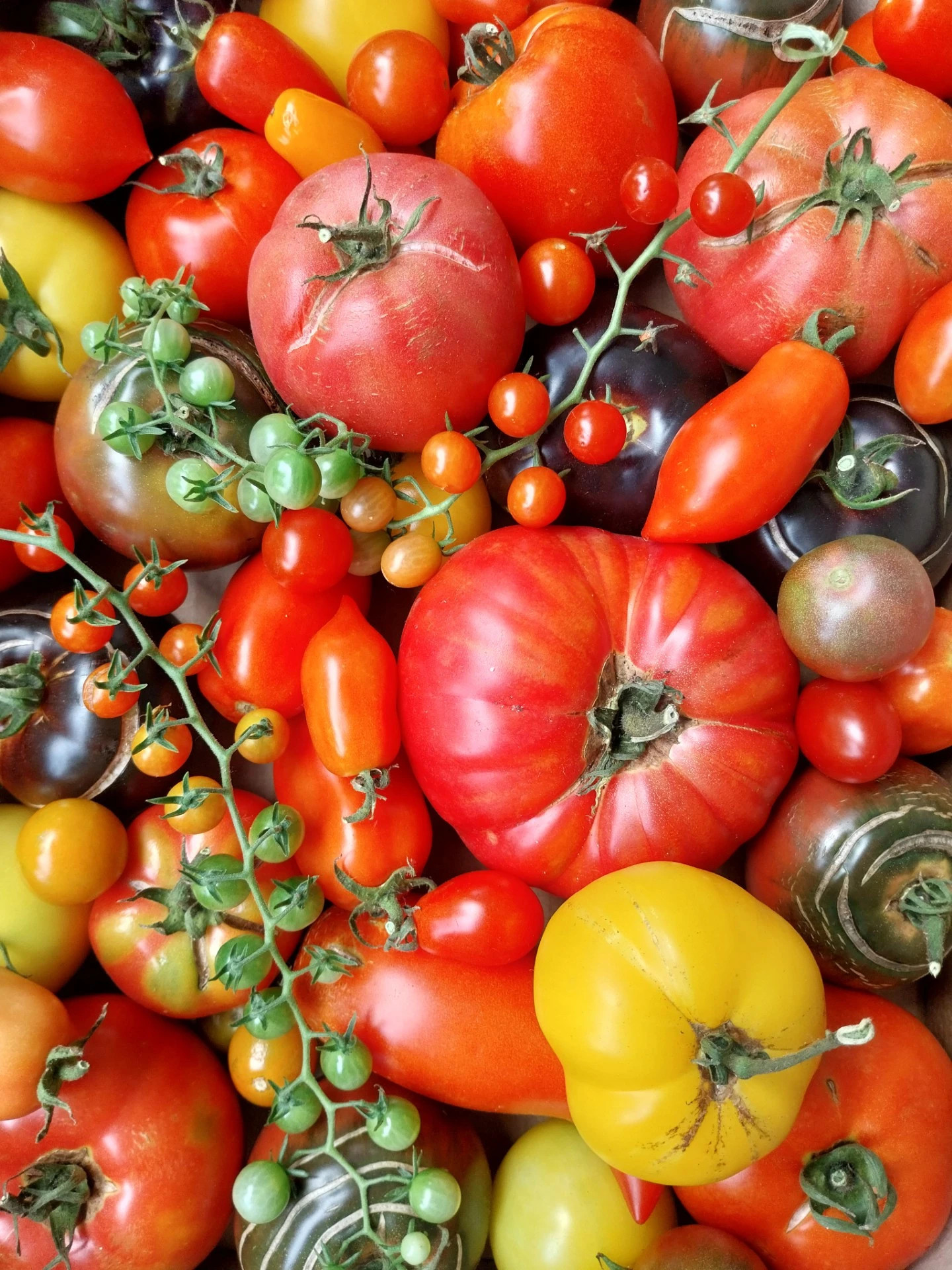 Tomaten buiten kweken