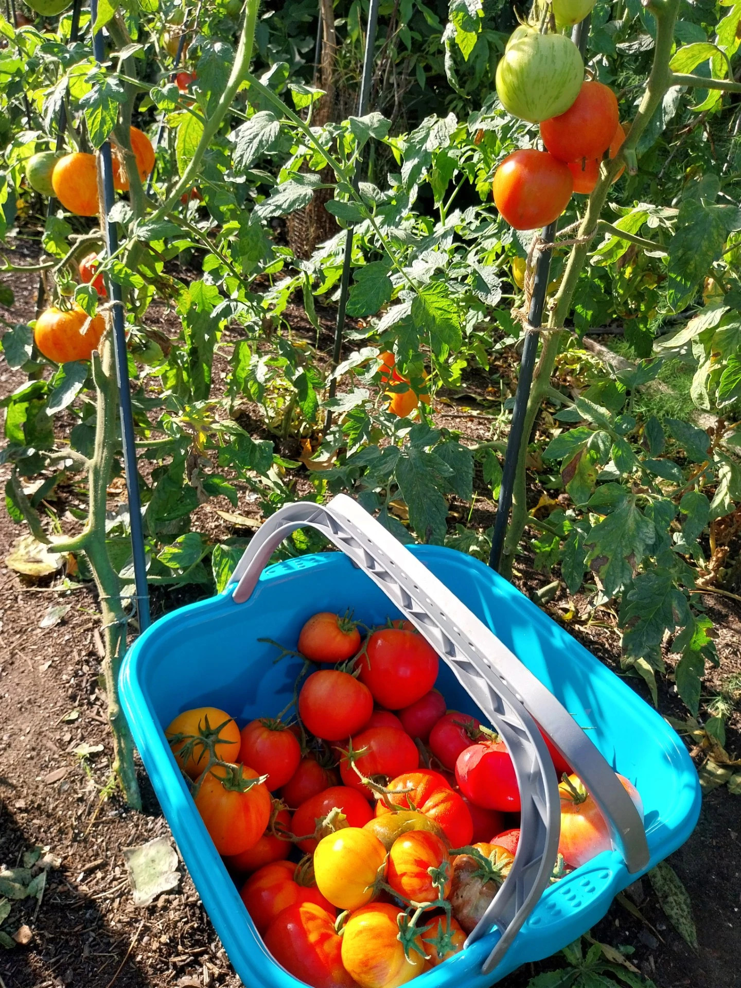 Robuuste tomatenproject