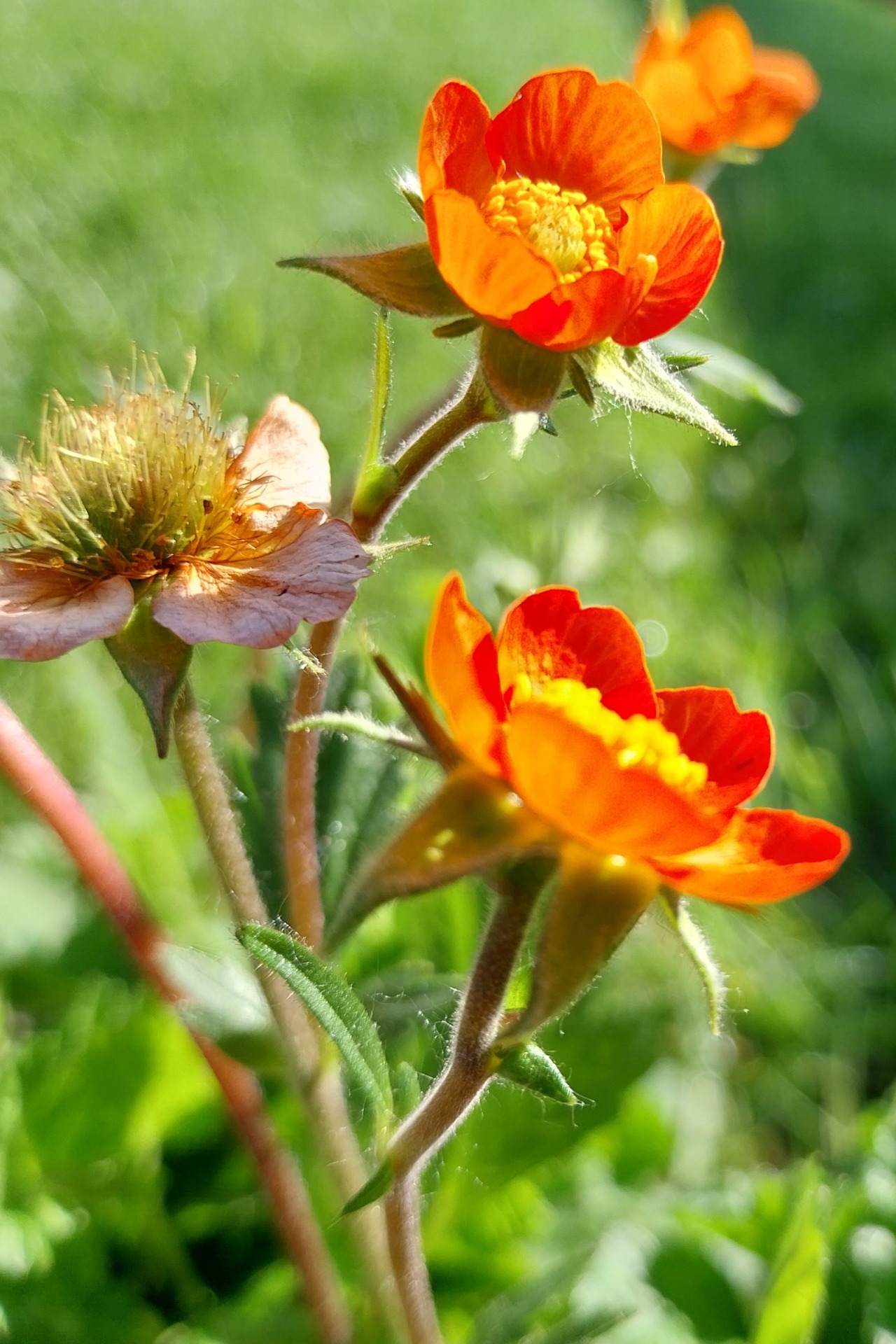 Nagelkruid - Geum Coccineum 'Koi'