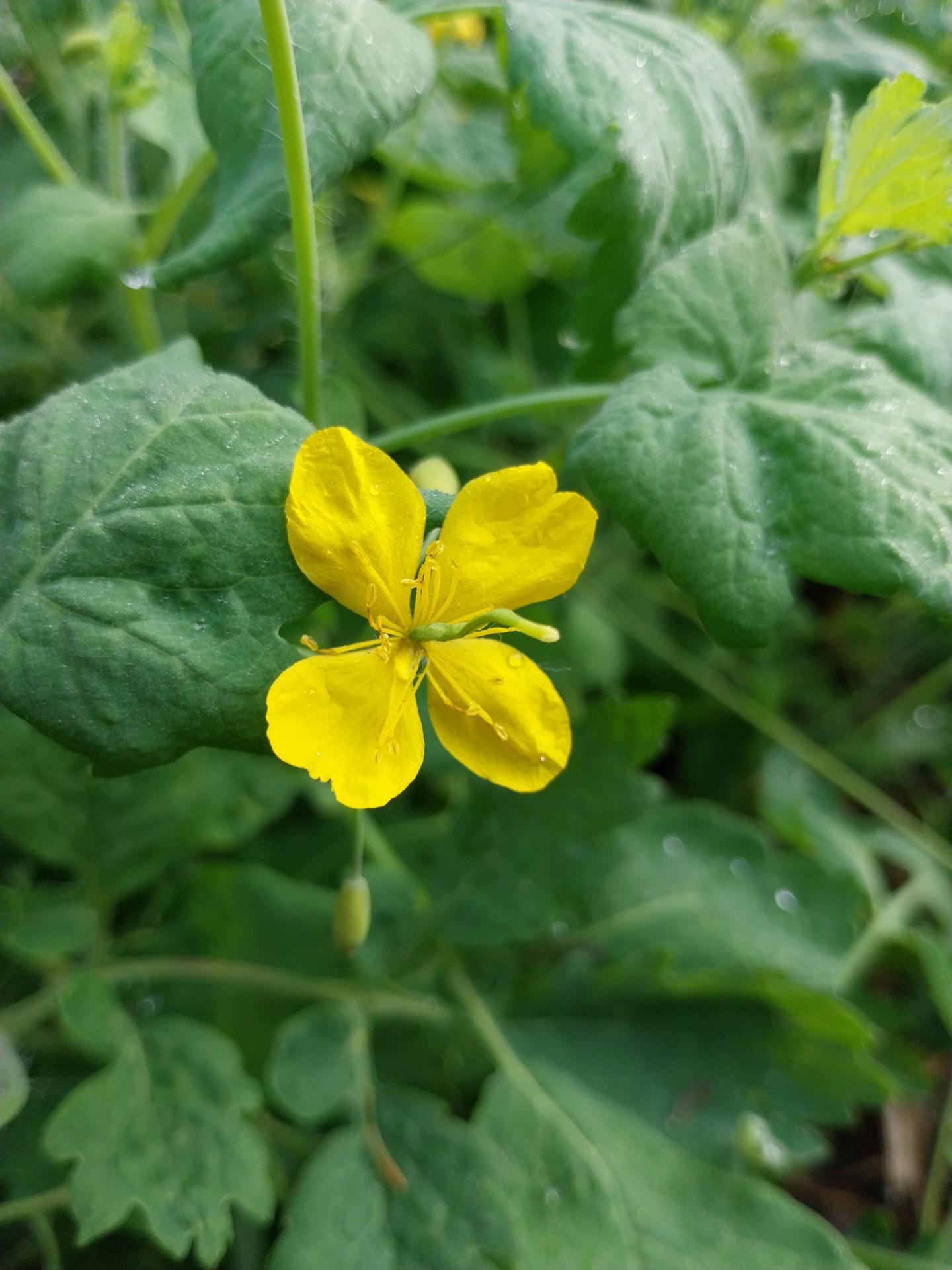 Stinkende gouwe - Chelidonium majus
