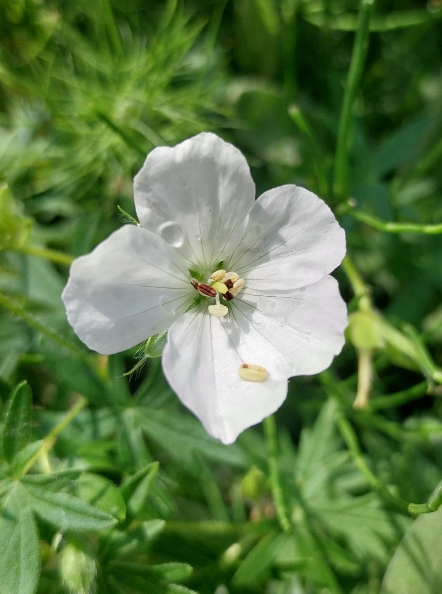 Geranium rivulare - Beekooievaarsbek