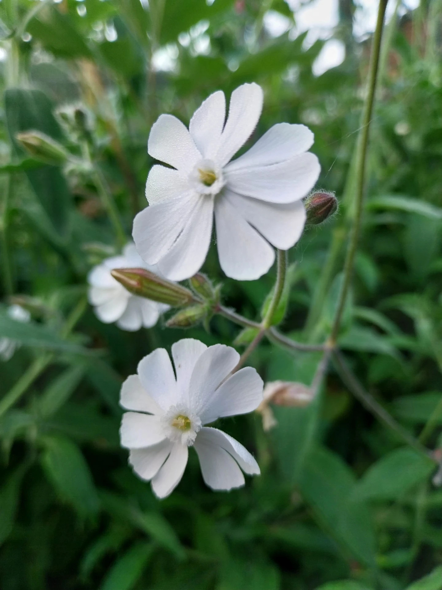Koekoeksbloem - Silene dichotoma