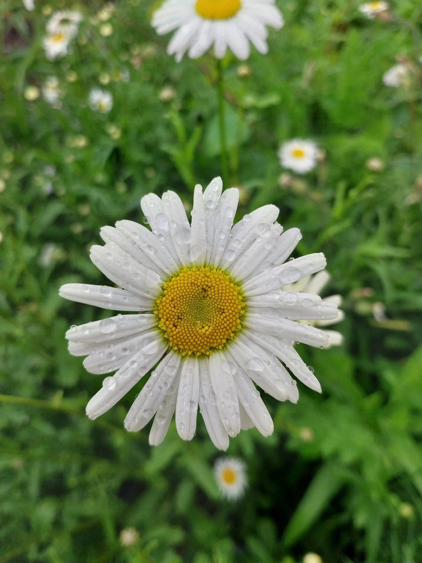 Boerenmargriet