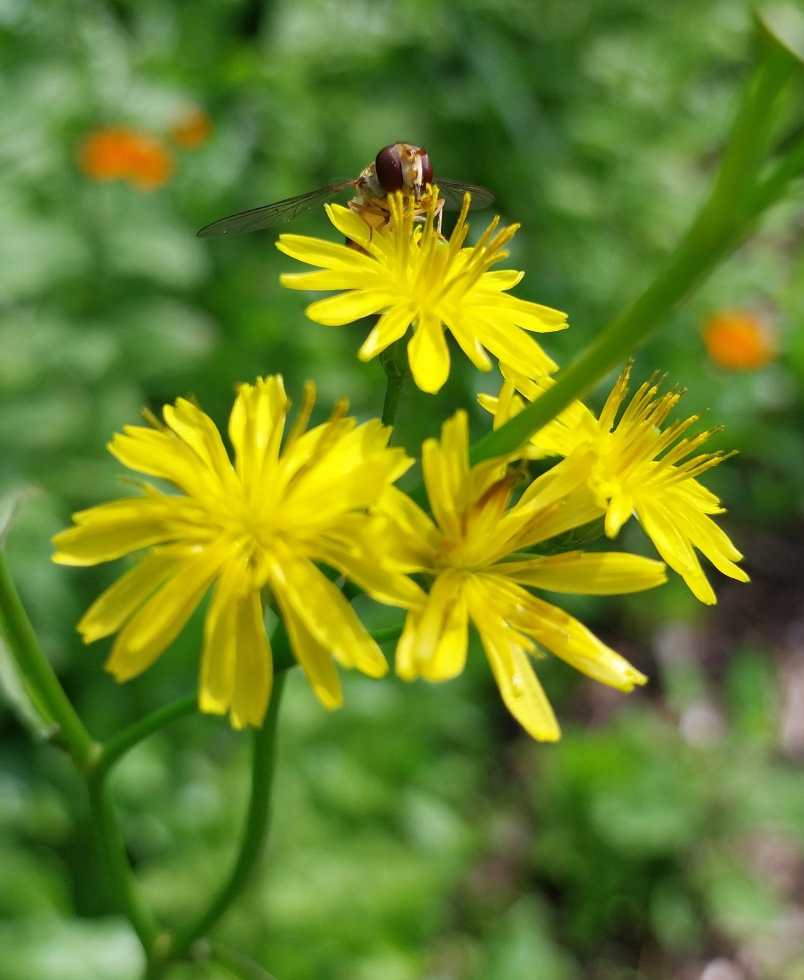 Moerasstreepzaad - Crepis paludosa