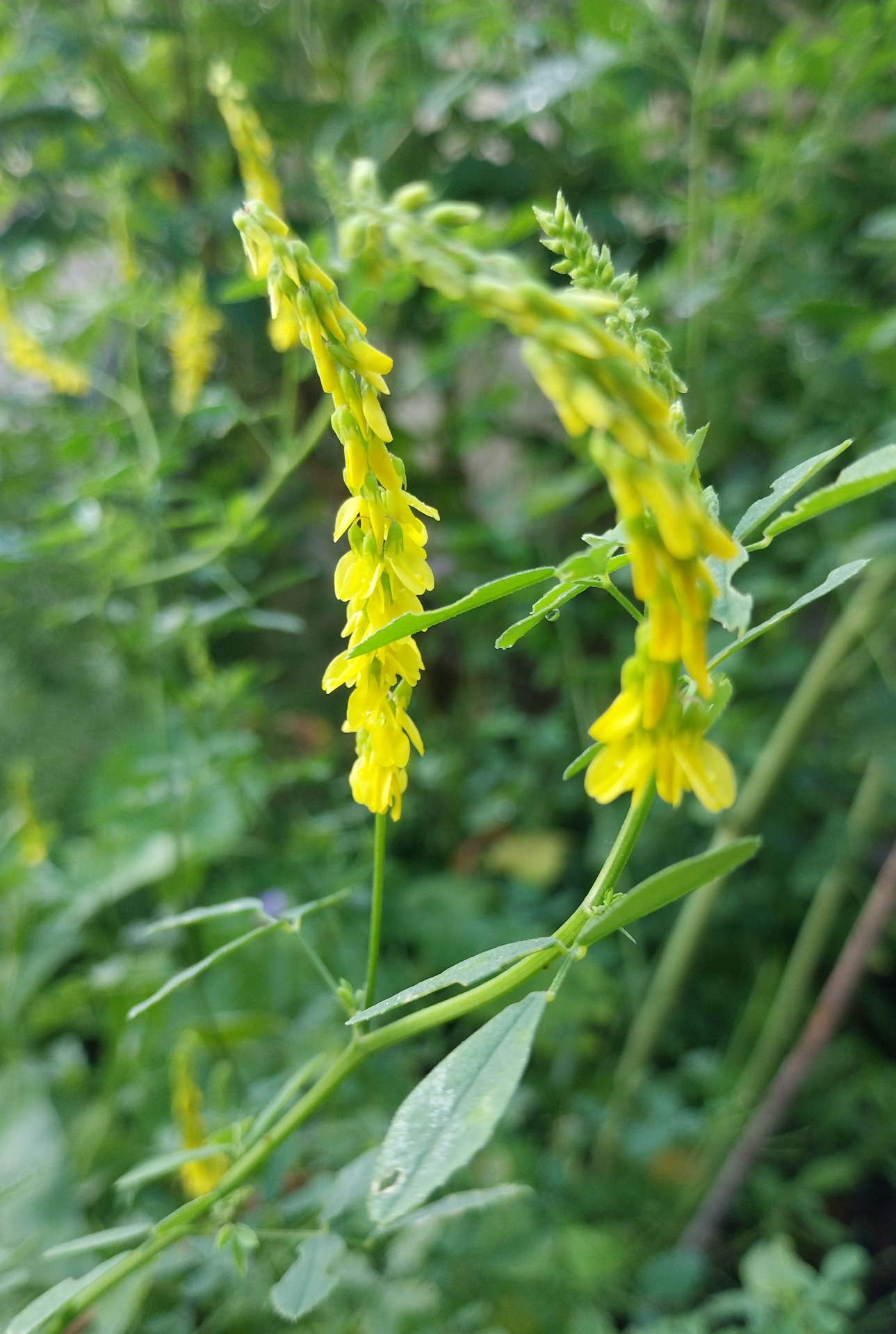 Citroengele honingklaver - Melilotus officinalis