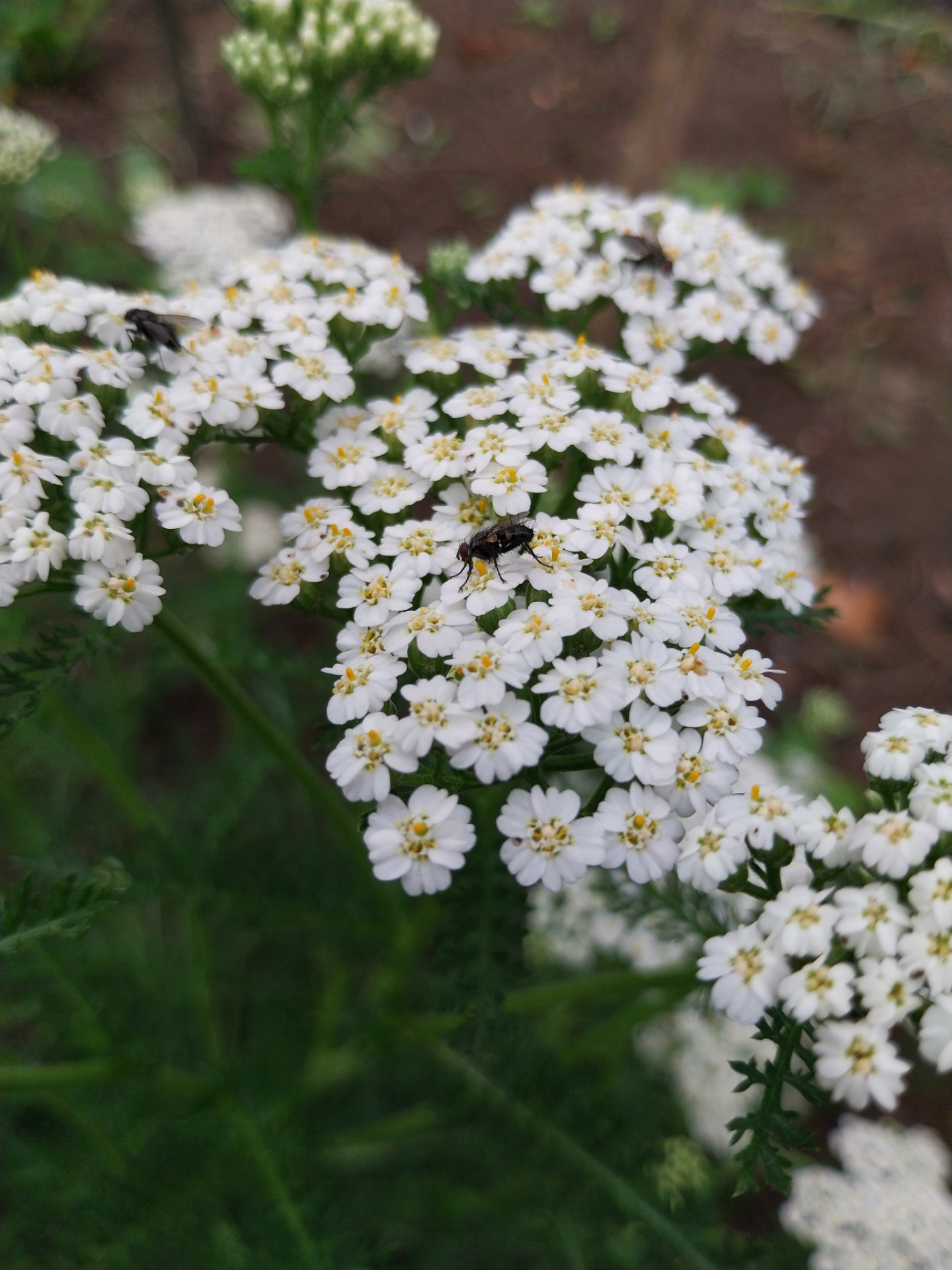 Duizendblad - Achillea millefolium