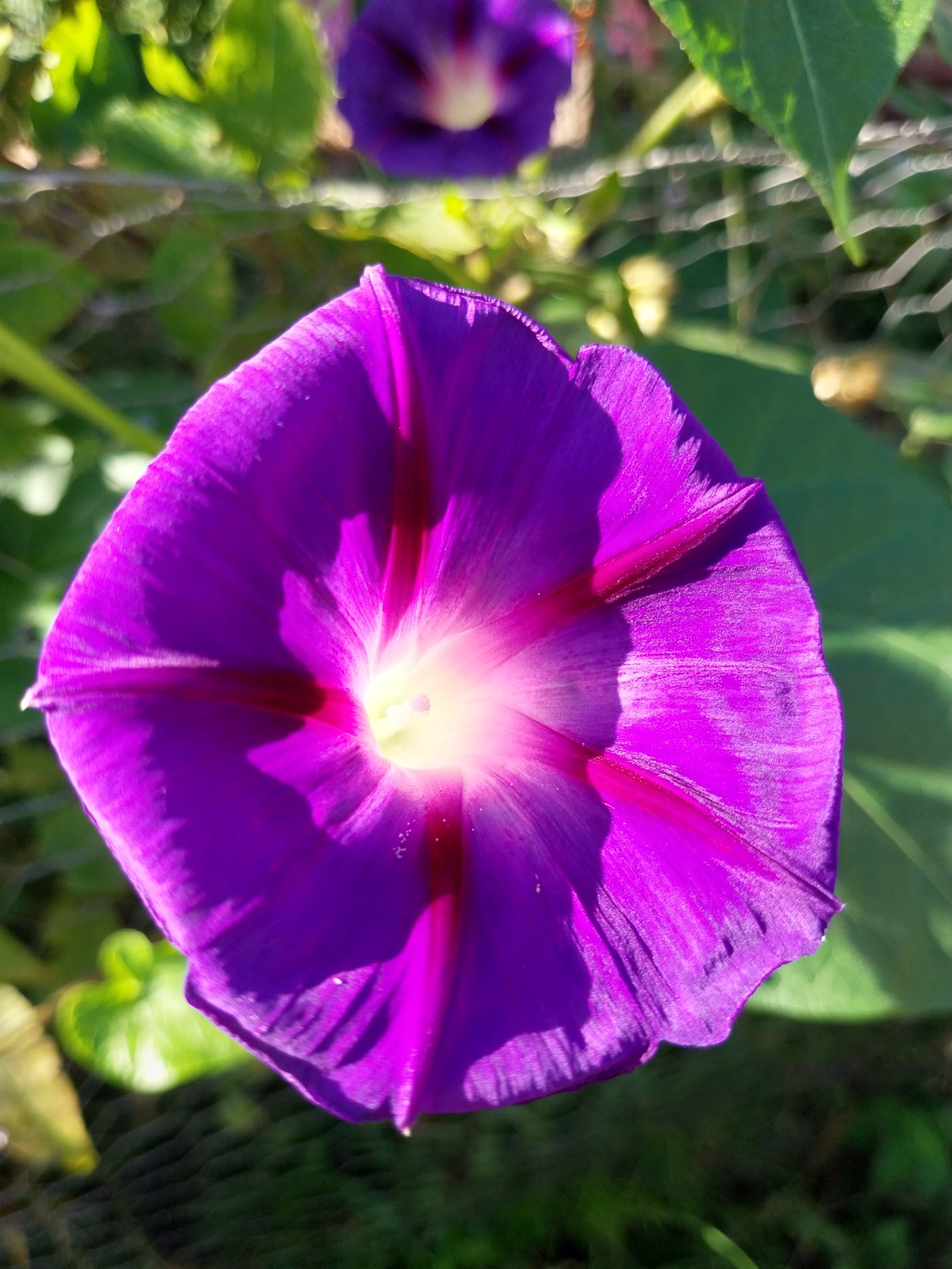 Ochtendglorie - Morning Glory