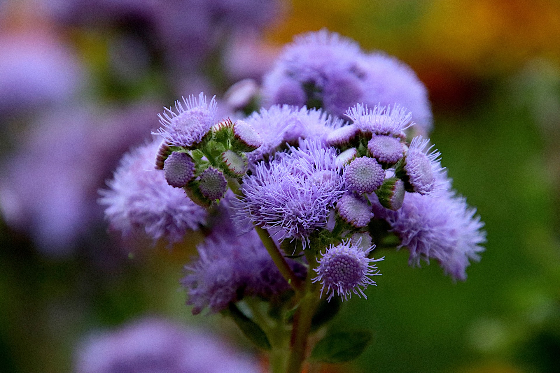 Koning der Blauwe - Ageratum