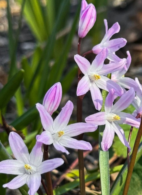 Roze sneeuwroem - Scilla forbesii Rosea