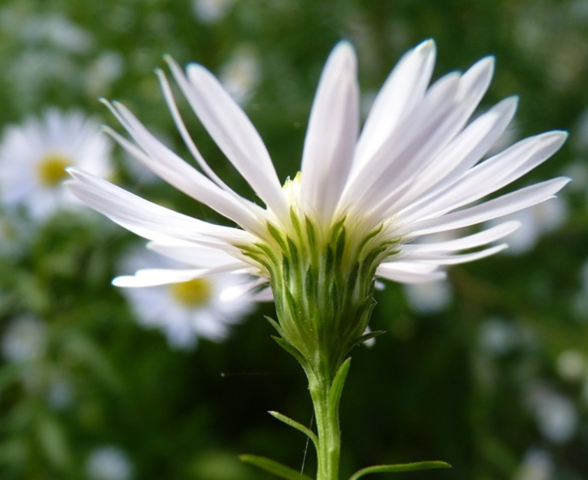 Smalle aster - Symphyotrichum lanceolatum
