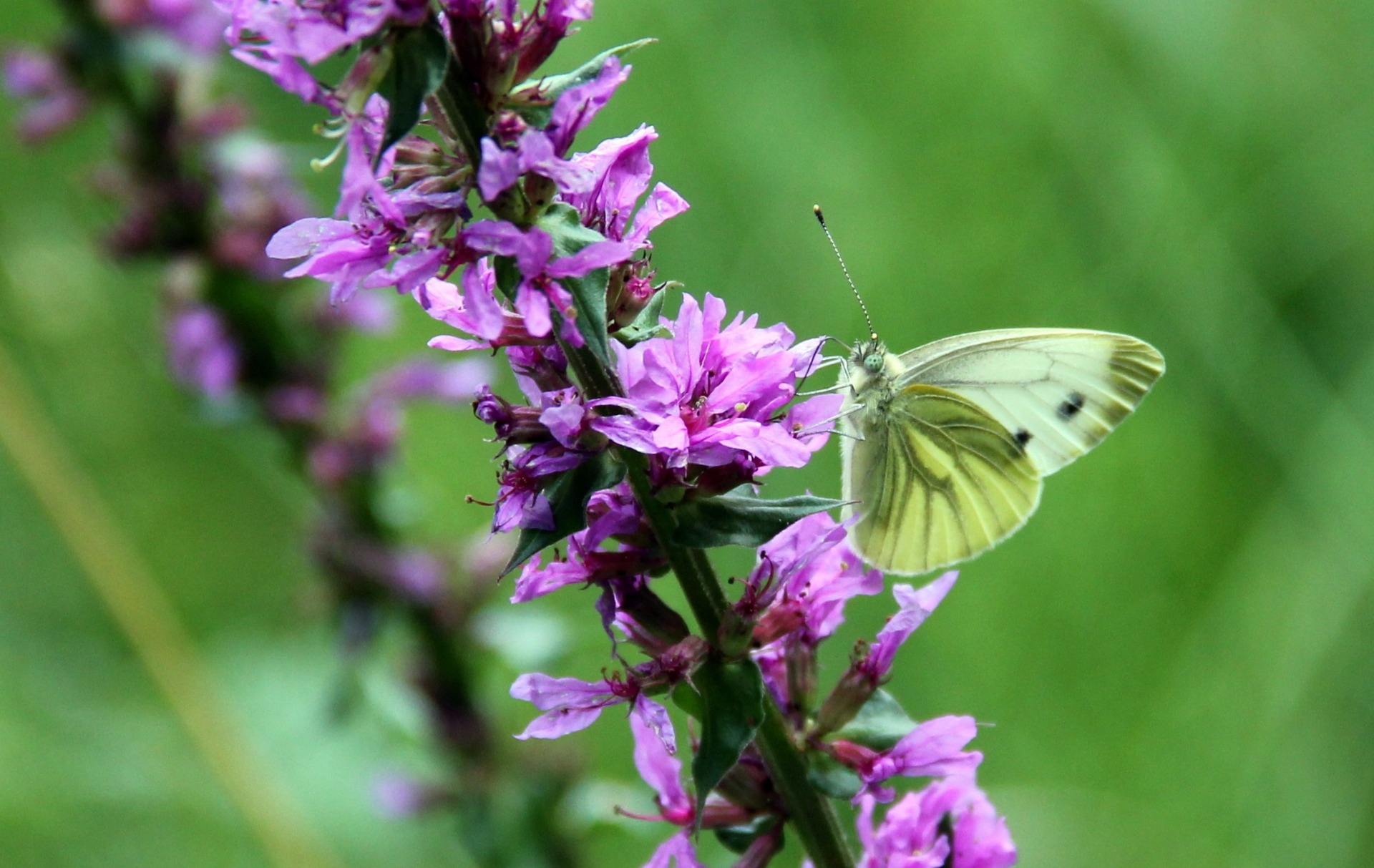  Grote kattenstaart - Lythrum salicaria