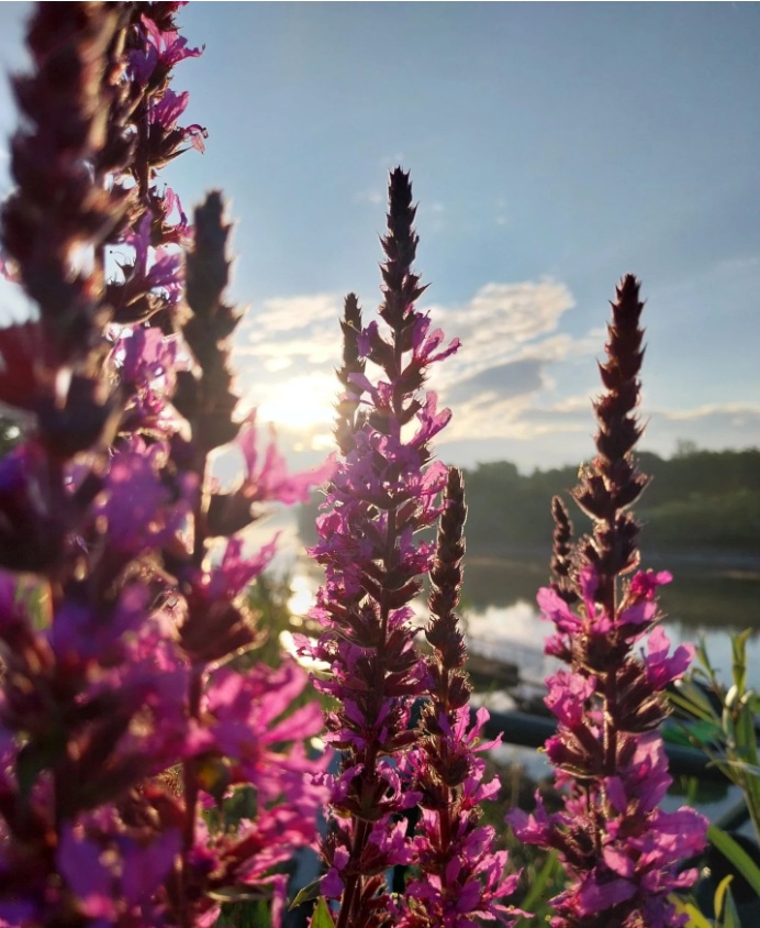  Grote kattenstaart - Lythrum salicaria
